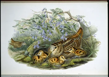 Bécasse des bois (Scolopax rusticola) (lithographie coloriée à la main)