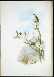 Colibri à raquettes de Yarrell (Calothorax yarrellii)