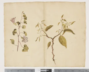 Ipomea Pes, caprae; Celtis paniculata