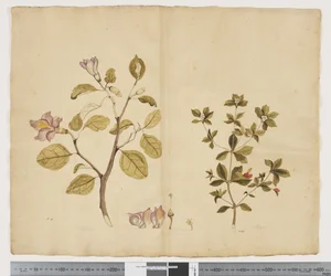 Lagunaria Patersonia; Alyxia gynopogon