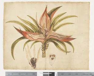 Freycinetia baueriana, c.1790-95