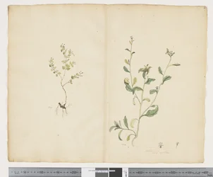 Euphorbia sparrmannii; Lobelia alata
