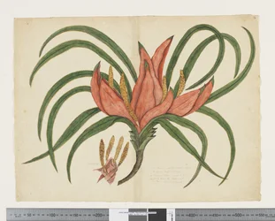 F.36 Freycinetia baueriana, c.1790-95