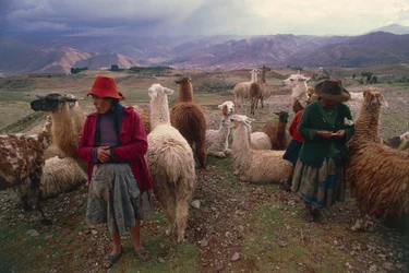 Femmes péruviennes et troupeau de lamas