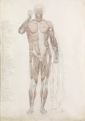 Étude anatomique : la musculature humaine, en contrapposto