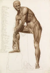 Étude anatomique : Musculature humaine, dans la pose de "Hermès attachant sa sandale" de Praxitèle