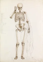 Étude anatomique : le squelette humain, en contrapposto, 1870