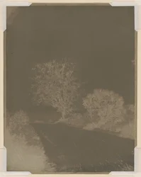 Arbre au bord d