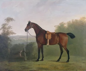 Un chasseur bai dans un paysage