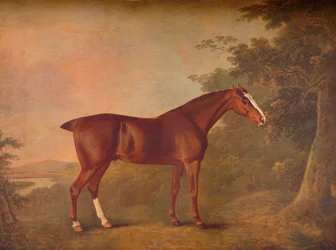 Un châtaignier foncé
