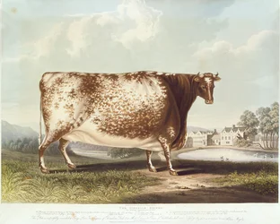 La génisse d