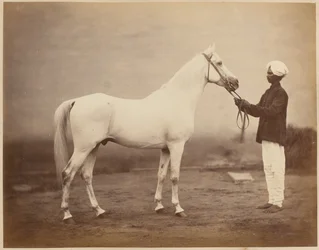 Cheval du lieutenant-général Sir Frederick Sleigh Roberts, "Vonolel", vers 1885