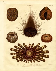 Curieuses espèces d