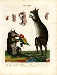 Didelphis (Marsupiaux)