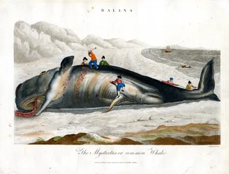 Baleine du Groenland ou baleine commune