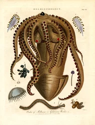 Helminthologie;Planche III - Ordre des mollusques ou vers gélatineux