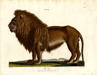 Le lion (Felis ; planche I)