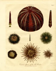 Diverses espèces d