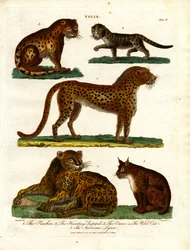 Chats sauvages du genre Felis (planche IV)