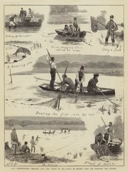 Préservation des poissons, capture de carpes et de tanches dans les étangs de Bushey Park pour le stockage de la Tamise