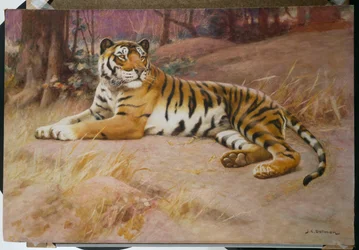 Le Tigre