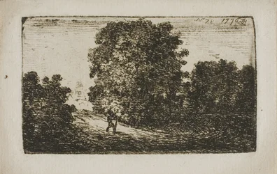 Arbres bordant une route