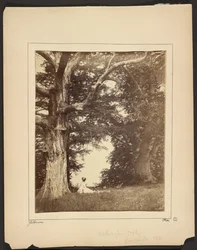 Washington Oak, Pres qu