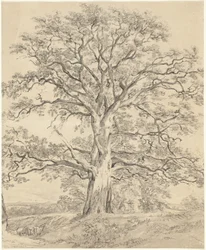 Un grand chêne
