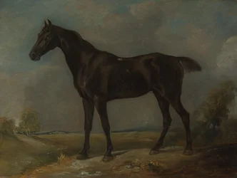 Le cheval de selle noir de Golding Constable