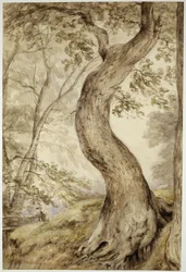 Arbre à Helmingham, c.1800