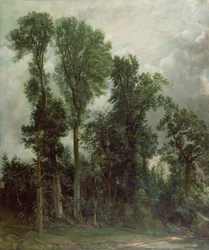Arbres à Hampstead