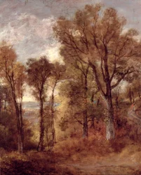 Vue boisée dans le Suffolk