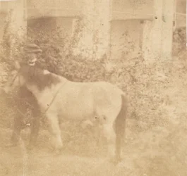 [Homme et cheval, Government House, Allahabad]