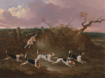 Beagles en pleine chasse