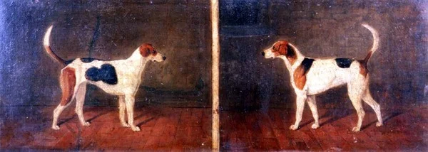 Deux chiens de chasse en intérieur