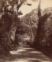 Le lac supérieur, les bois de la vallée de Penllergare, c. 1852 (photo)