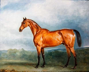 Brin-y-a-Pin dans un paddock