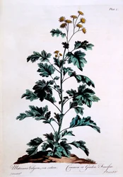 Grande camomille, illustration de 