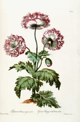 Pavot de Jardin avec Graines Noires, 1769