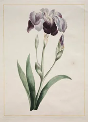 Iris japonais (Grand iris bleu)