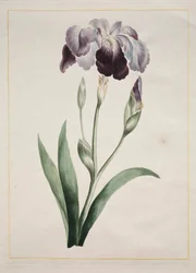 Iris japonais, Grand Iris Bleu, 1801