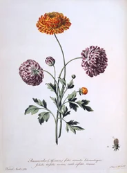 Renoncule, illustration de 