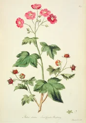 Framboise : Douce Canada (pl.45) de 