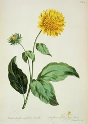 Tournesol : avec de grandes feuilles dentelées (Corona) de 