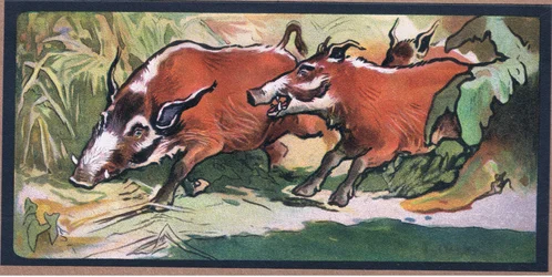 Babiroussa
