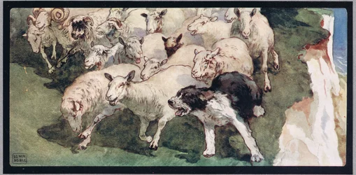 Bobtail sheepdog et troupeau sur des falaises, illustration de 