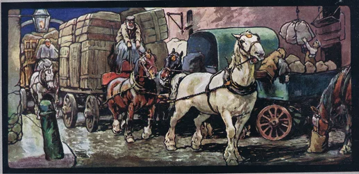 Chevaux de trait, illustration de 