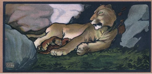 Lion avec ses petits