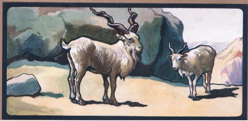 Markhor (Chèvre)