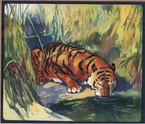 Tigre